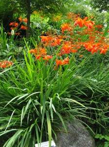 A lanky summer flower is an especially beautiful thing. Crocosmia, my friends, how I miss you.